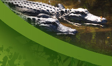 Bahiahonda Alligator Hunting